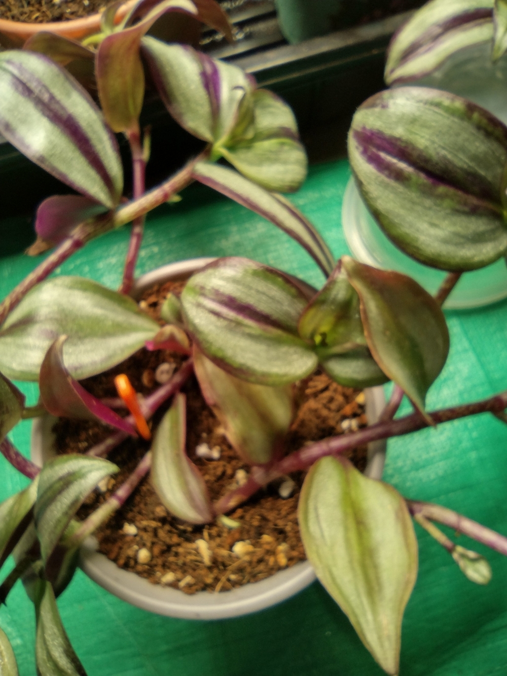 Tradescantia Zebrina Plant - Green Purple Silvery Leaves B1G1 MysteryFree Plant